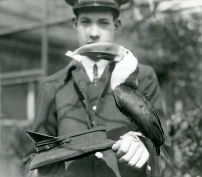 A Red-billed Toucan draws a ticket from a hat, held by keeper C. Hersey by Frederick William Bond